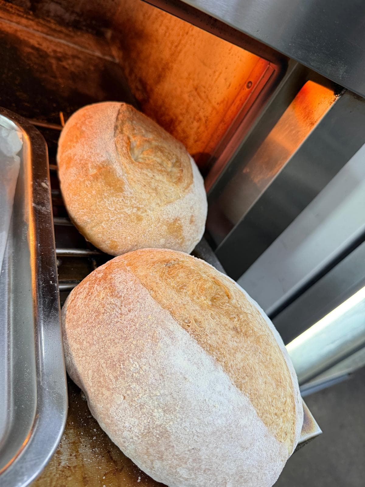 Crusty Italian bread fresh from the oven, open crumb